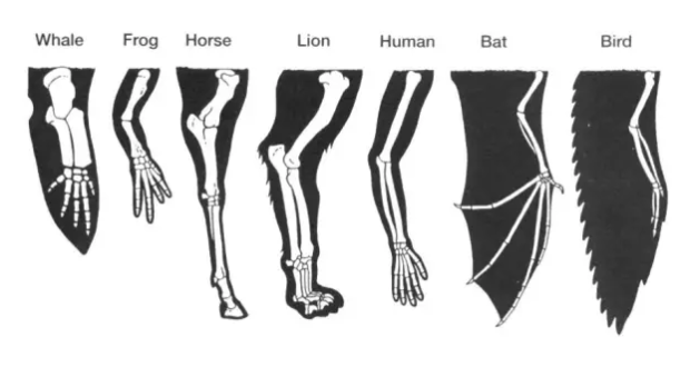 鲸、蛙、马、狮、人、蝙蝠、鸟都是四足动物