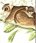 你的祖先，也是灵长目动物的共同祖先可能长这样&nbsp;图片来源：the Field Museum in Chicago